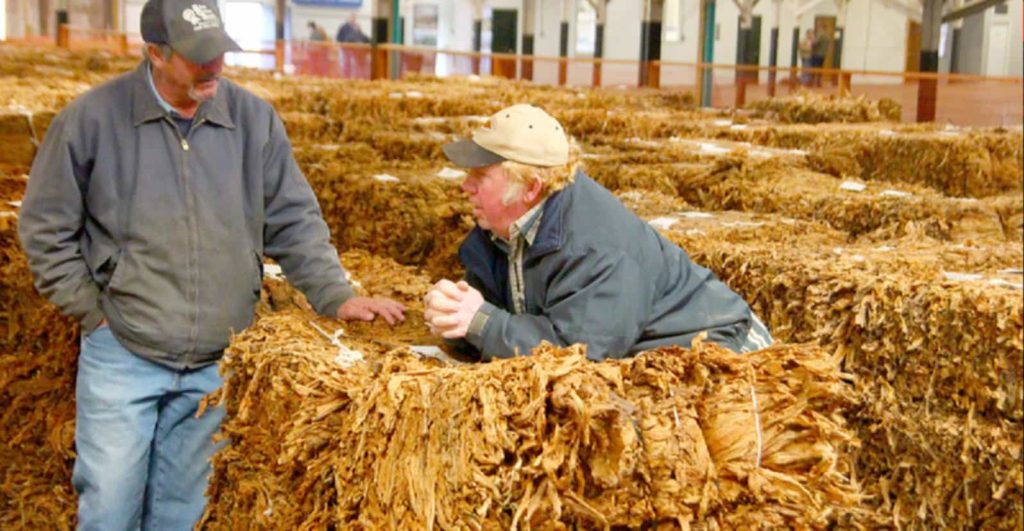 Farmers and buyers at a Kentucky tobacco auction